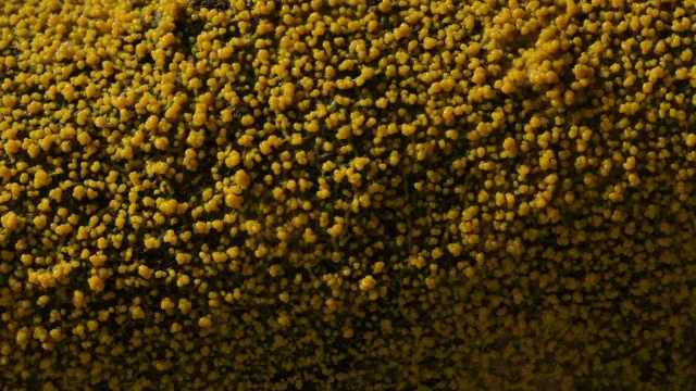 长时间黏液霉菌(粘液胃)搏动并产生子孢子囊，英国视频下载