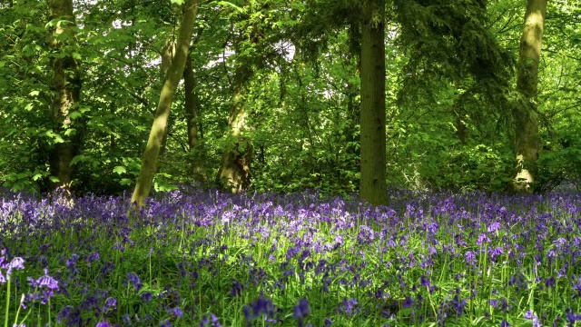 英国春天的林地中，时变蓝风信子(风信子)的花朵视频素材