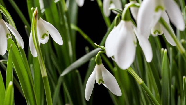 英国，冬花(Galanthus nivalis)春天开放视频素材