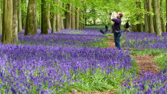 英国春天的林地里，人们欣赏风信子(风信子)花视频素材