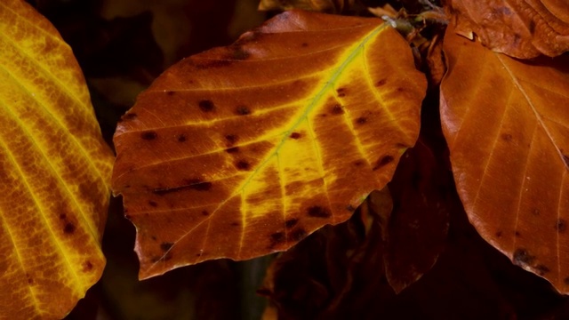 英国山毛榉(山毛榉)的叶子在秋天变黄和棕色视频素材