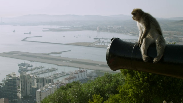 巴巴里猕猴(猕猴sylvanus)坐在大炮上，直布罗陀岩石视频下载