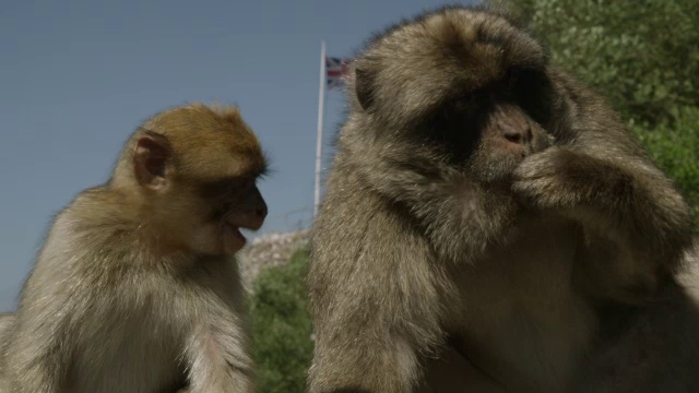 巴巴里猕猴(猕猴sylvanus)在直布罗陀岩石的国旗前进食视频下载