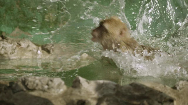 巴巴里猕猴(猕猴sylvanus)追逐并跳进直布罗陀岩石上的水池视频下载