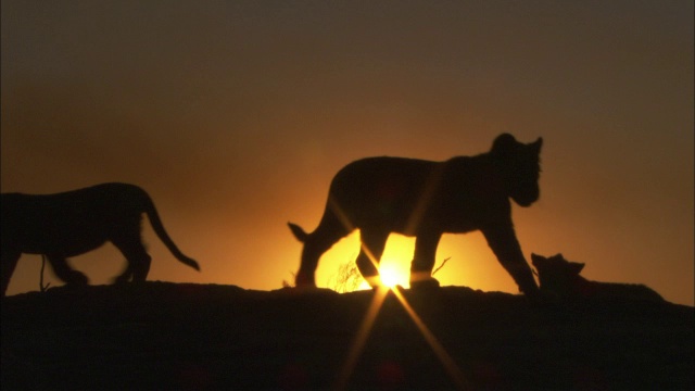 3只非洲狮幼崽在夕阳下剪影漫步视频下载