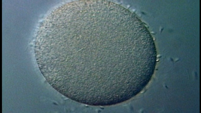 显微镜下近距离观察单个卵子周围的精子视频下载