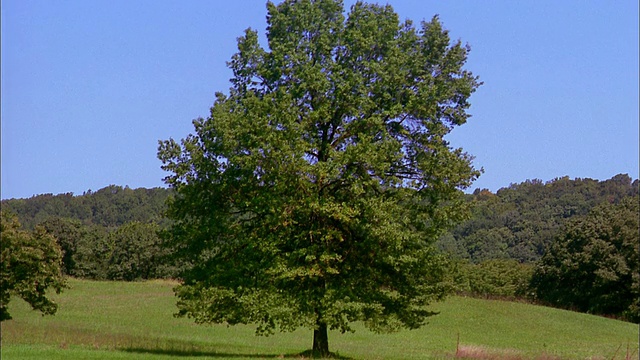 宽射树在夏天视频素材