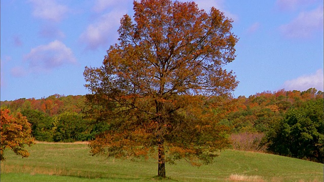 宽射树在秋天视频素材