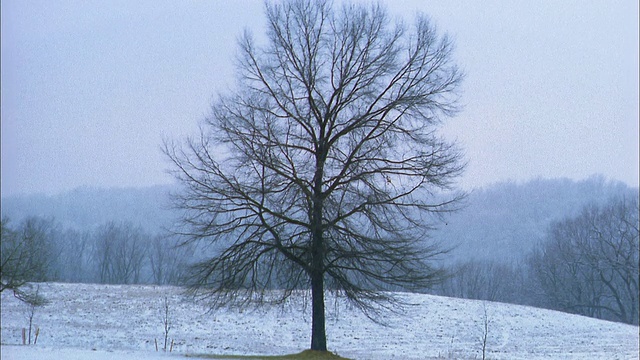 广角拍摄的树在下雪的冬天/白雪覆盖的地面背景视频素材
