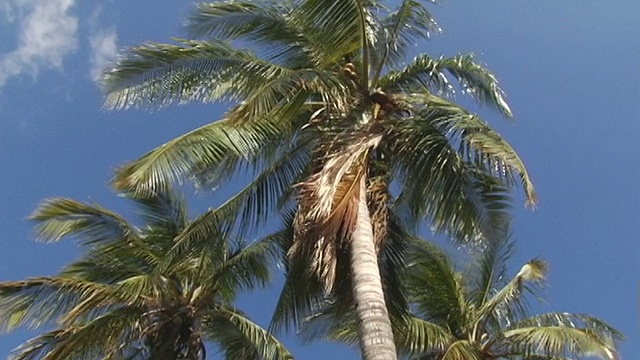 洛杉矶，尼加拉瓜，马那瓜，棕榈树在风中对抗晴朗的天空视频下载