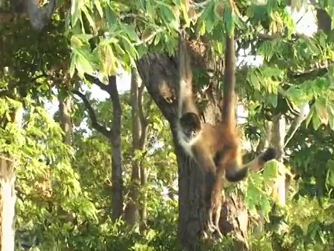 MS, PAN，尼加拉瓜，马那瓜，蜘蛛猴挂在树上视频下载