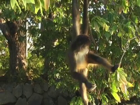 尼加拉瓜，马那瓜，挂在树上的蜘蛛猴视频下载
