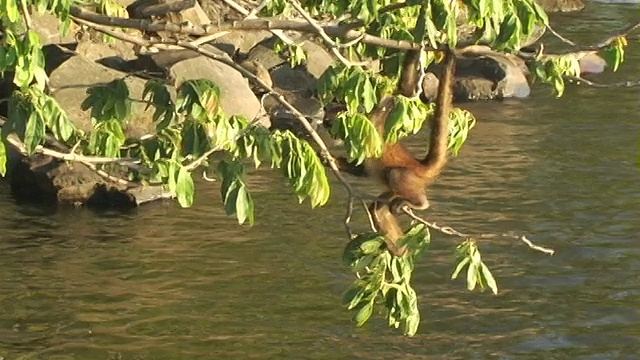 尼加拉瓜，马那瓜，蜘蛛猴挂在水面上的树枝上视频下载