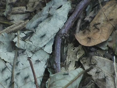 尼加拉瓜，尼加拉瓜，马那瓜，有毒蚂蚁在丛林地面上乱窜视频下载