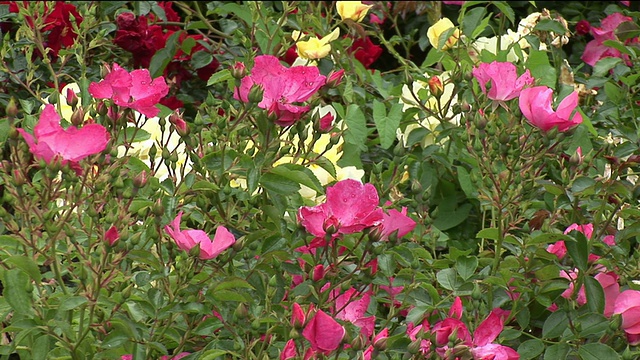 在花园中盛开的粉红玫瑰，鼻涕精，爱尔兰视频下载