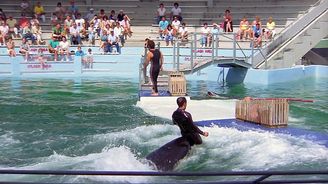 1988年，SLO MO WS男子骑在露出水面的虎鲸鼻子上，触球/美国加州视频素材
