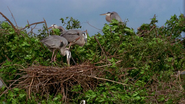 宽镜头大蓝鹭降落在巢与小树枝/配偶使用小树枝筑巢/佛罗里达大沼泽地视频下载