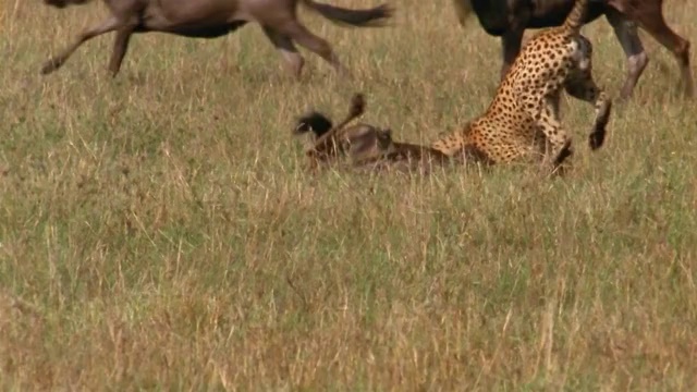 慢动作跟踪射击猎豹追逐角马和拿下它/其他角马在背景/非洲视频素材