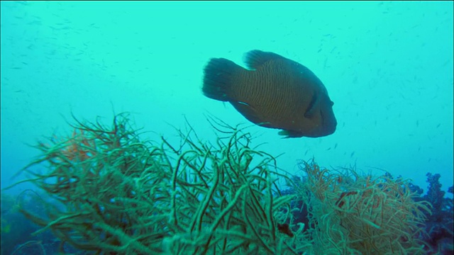 中镜头跟踪拍摄拿破仑(毛利)濑鱼游过软珊瑚和沉船/昆士兰，澳大利亚视频素材