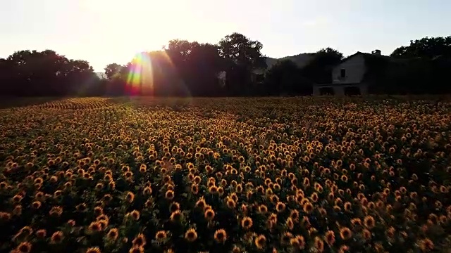 夕阳下的向日葵田视频素材