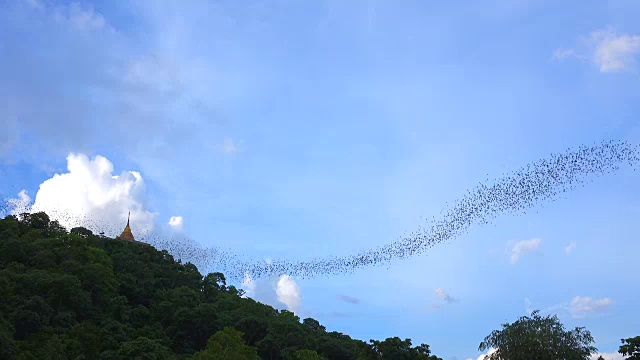 蝙蝠是飞行视频下载