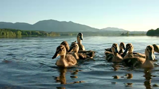 在一个阳光明媚的夏日里，鸭妈妈和她的许多小鸭子在斯塔弗尔斯湖游泳，这张照片的背景是美丽的山全景视频下载