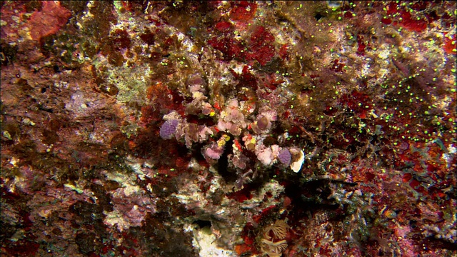 近距离拍摄伪装的蜘蛛蟹在软珊瑚上爬行/大堡礁/澳大利亚视频素材