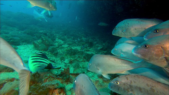 近鱼的观点游泳与鱼群在珊瑚/大堡礁/澳大利亚视频素材
