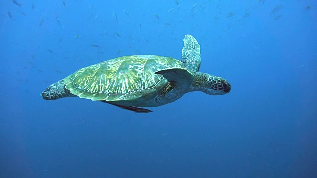 游泳中的濒危物种绿海龟(Chelonia mydas)。视频下载