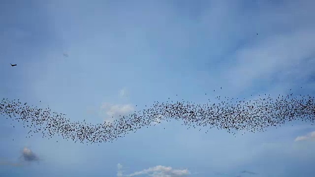 蝙蝠在飞行，慢动作视频下载