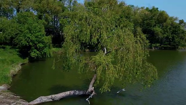飞向河边弯曲的柳树。鸟瞰图视频下载