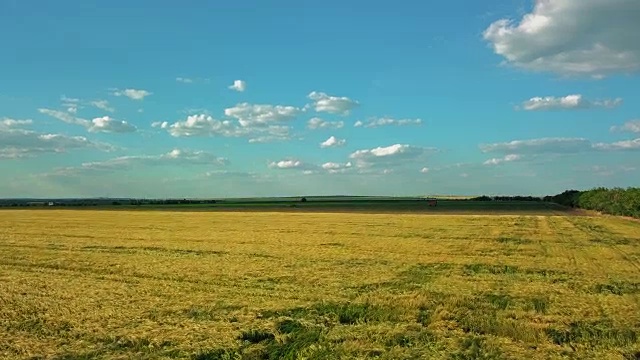 黄澄明的油菜籽田视频素材