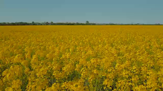 在风的抚摸下飞过成熟的油菜籽的黄色田野。鸟瞰图视频素材