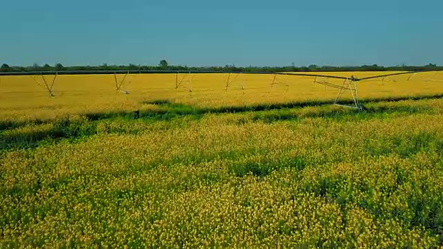 黄澄澄的成熟油菜籽田，配有灌溉系统视频下载