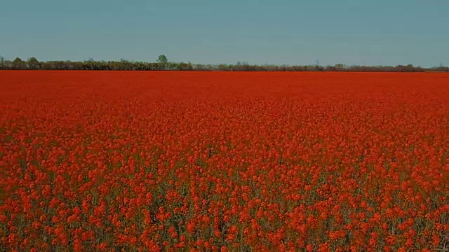 夏天的田野上开满了红花。鸟瞰图视频下载
