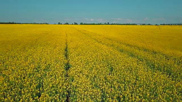 夏日里，蜜蜂在黄澄澄的油菜籽地里飞来飞去视频下载