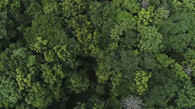 鸟瞰图森林视频素材
