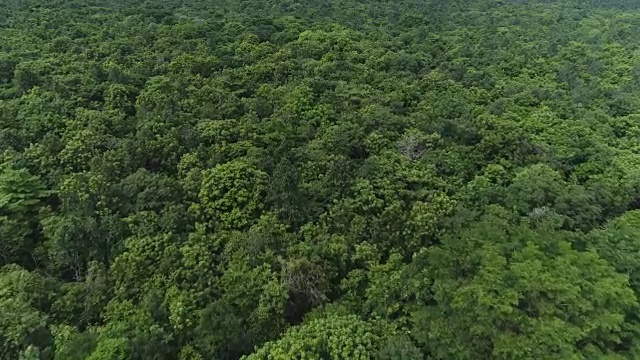 鸟瞰图森林视频素材