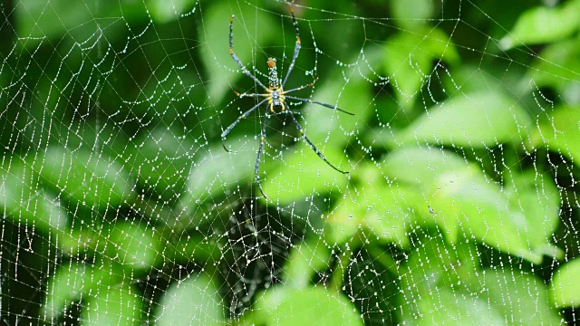 泰国森林里蜘蛛网上的蜘蛛。视频素材