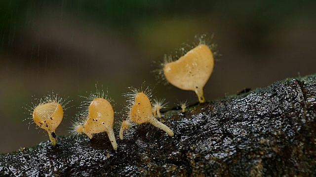 真菌杯蘑菇和下雨的森林，泰国。视频下载