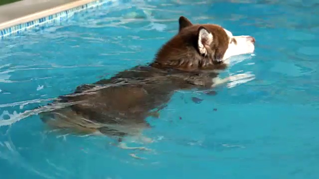 狗在游泳池游泳视频素材
