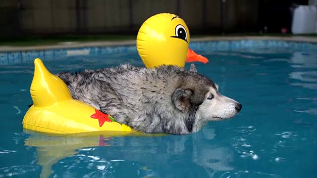 狗在游泳池游泳视频素材