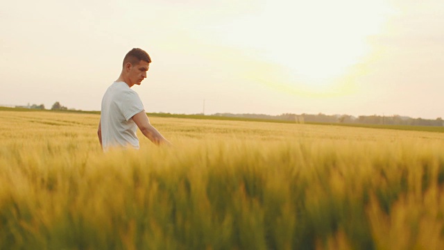 男人的手触摸着小麦。视频素材
