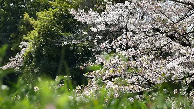 日本的樱花视频下载