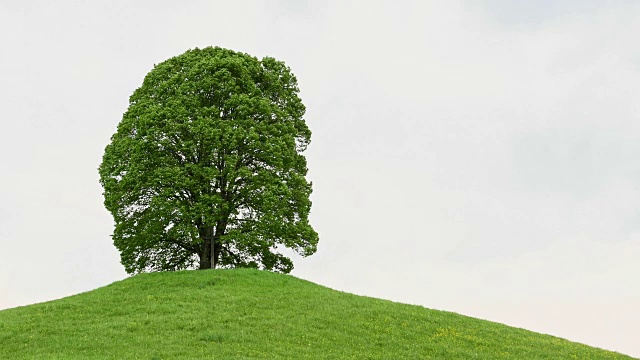 德国巴伐利亚春天山上的椴树视频素材