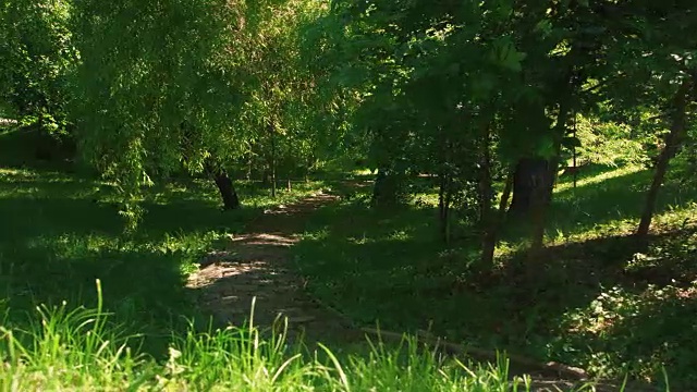 空旷的人行道在绿色的夏季公园视频下载