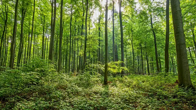 德国巴伐利亚，弗朗哥尼亚，Spessart，春天阳光明媚的森林视频素材