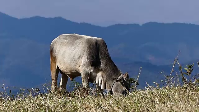 牛在草地上吃草。视频下载