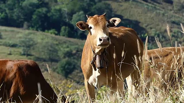 牛在草地上吃草。视频下载