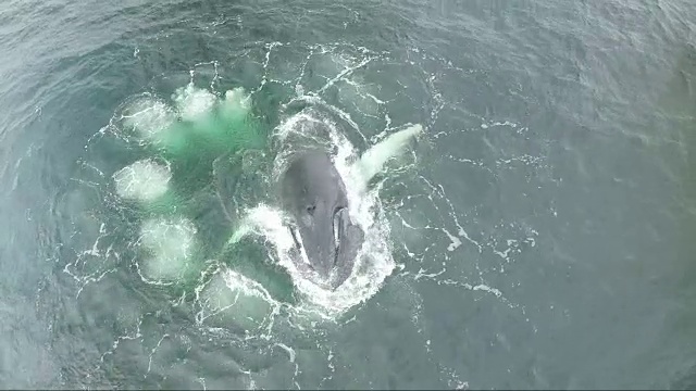 空中拍摄的座头鲸泡沫网离爱尔兰海岸3视频下载